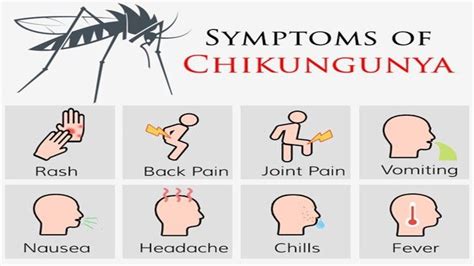 chikungunya sintomas-4